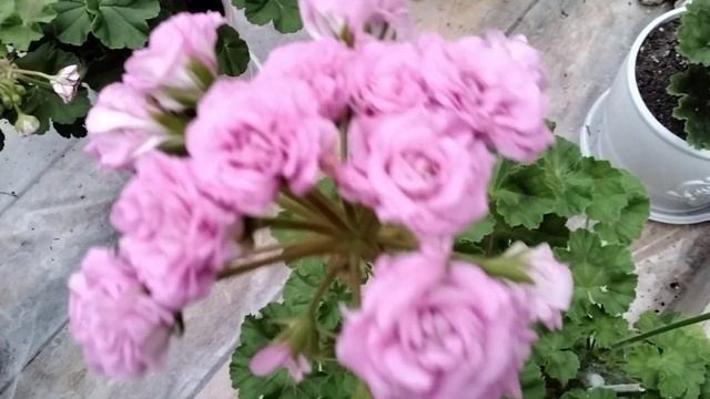 #171.Зонартики и зонартиковые гибриды.Видео-каталог часть 1. смотреть онлайн