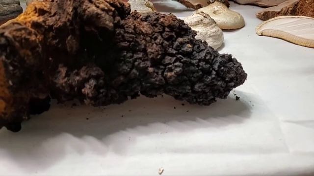 Birch Polypore (Part 2) - How to Prepare Birch Polypore & Chaga for Tea смотреть онлайн