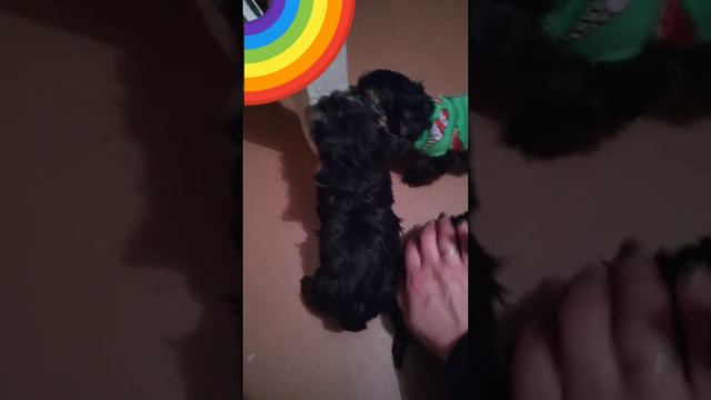 Щенки НЕ кусают за руки. Видео с архива. смотреть онлайн