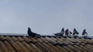 Проблема гибридизации николаевских голубей. Процесс смешивания пород что делать?