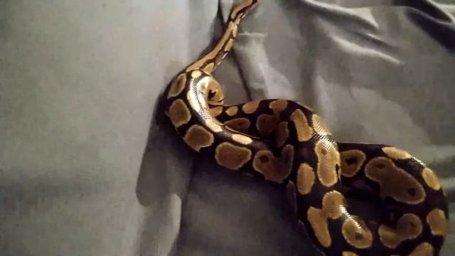 тестовый стрим с телефона вместе с питоном смотреть онлайн