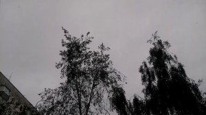 Пение ласточек и стрижей