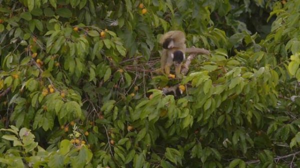 Необычная природа экватора / Equator's Wild Secrets Серия 6 Амазония Великий потоп