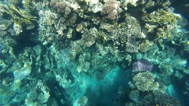 Egypt 2021. Snorkeling with fish in the Red sea at Sharm-El-Sheikh. смотреть онлайн