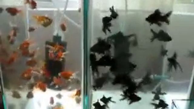 .Carassius Auratus смотреть онлайн