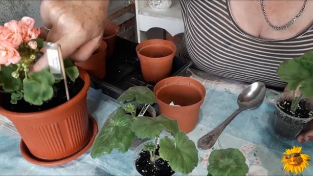 "Кабинетные" работы во время дождя. Гранатовая роща. Пеларгониевый сад. Аптения в подвесном кашпо. смотреть онлайн