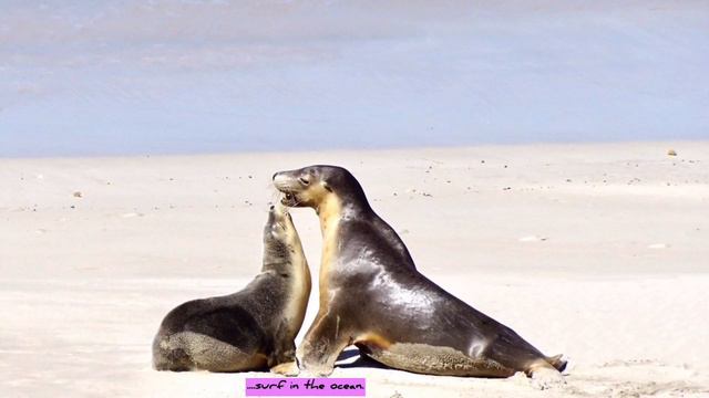 Seal Bay, Kangaroo Island, Australia | Where is Kangaroo Island? смотреть онлайн