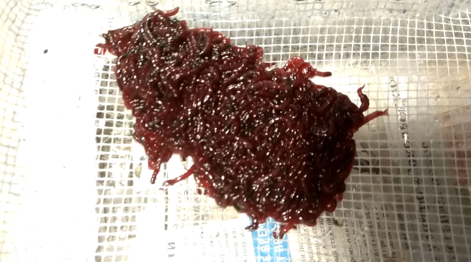 Сито для мотыля самодельное ( версия № 2 )
вертикальное видео