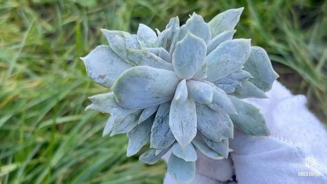 Echeveria 'Vampire Appaloosa' смотреть онлайн