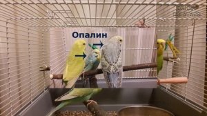 ? ✉ Покупка волнистого попугая в зоомагазине || Как определить возраст?