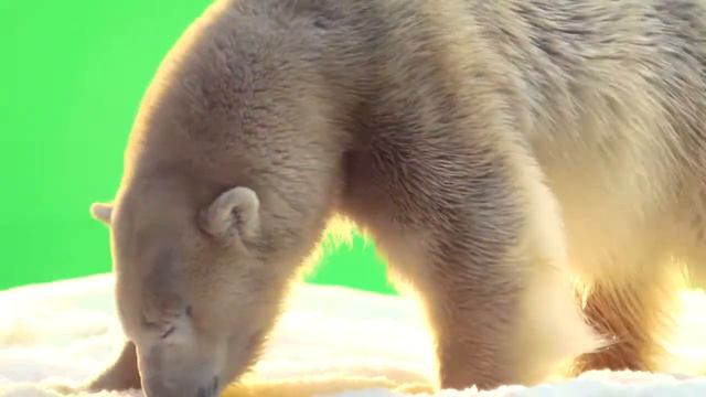 Making of Белый Медведь смотреть онлайн