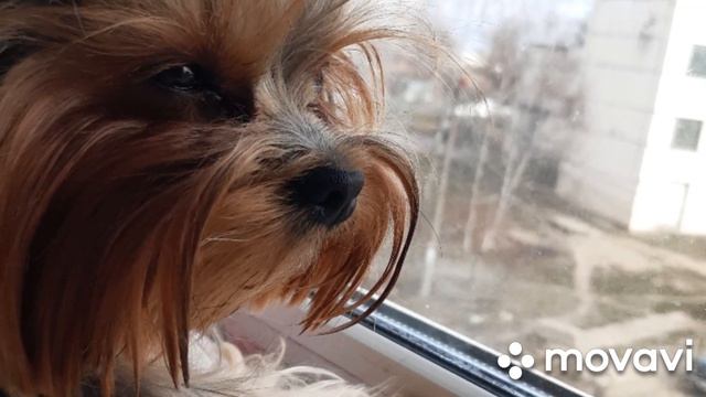 Теперь я буду снимать видео с своей собачкой смотреть онлайн