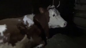 Отел коровы. Часть 1. Как начинаются схватки у коровы