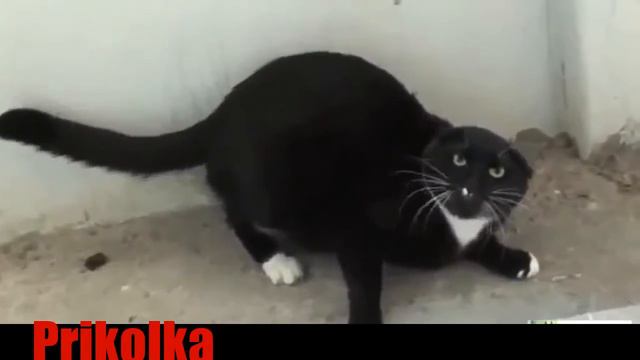 Прикольные животные. смешные кошки. смотреть онлайн