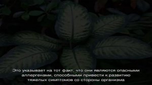 Разновидности растений, вызывающих аллергию