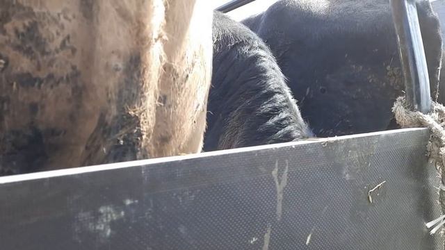 Манас базар, скотный и птичий рынок 1апреля 2021г. р. Дагестан смотреть онлайн