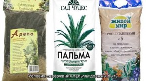 Пальма арека — как ухаживать за растением