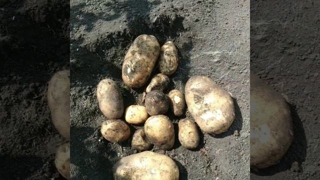 Кузбасс-картофель в условиях жаркого лета.Тулеевский! смотреть онлайн