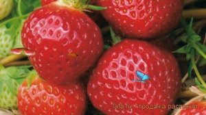 Земляника садовая Пандора (fragaria ananassa) ? Пандора обзор: как сажать, рассада земляники Пандор