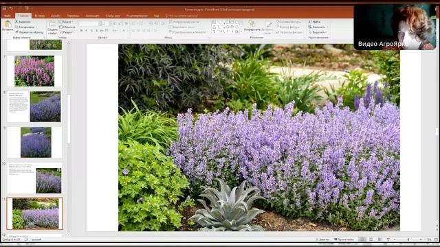 Декоративный котовник- отличный партнер для всех