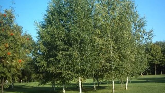 Деревья - Trees