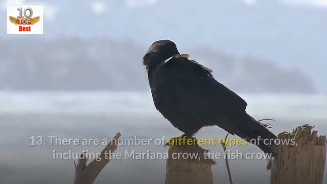 30 Amazing Facts About Crows - Interesting Facts about Crows смотреть онлайн
