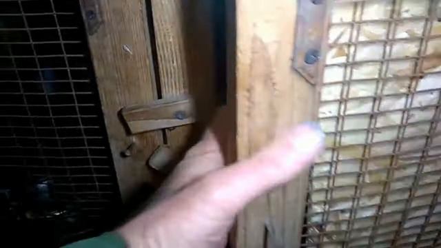 Ночной дозор - ночной обзор ! Смотрим кроликов , вес Шоколадика , #ушной клещ ...... #крольчата смотреть онлайн