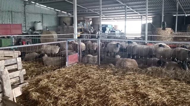 PORODICA SA SEDMORO DECE - PORODICA JE BOGATSTVO KAPITAL DODJE I ODE SLAVKO NADJ RUSKI KRSTUR смотреть онлайн