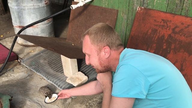 #ёж #ёжик ? детёныш