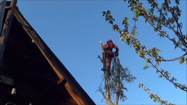 Вам надо спилить дерево около дома? Мы поможем. смотреть онлайн