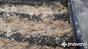 Посадка редиски в грядку в опилки.. ЭКСПЕРИМЕНТ