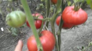 Легендарная Сызранская Розовая Ранняя Помидора