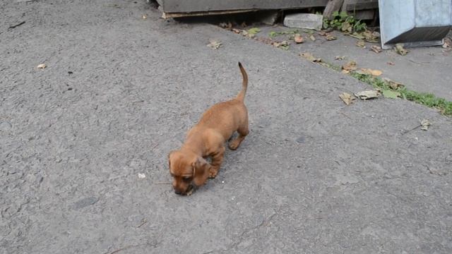 Смешные животные Щенок таксы ищет след смотреть онлайн