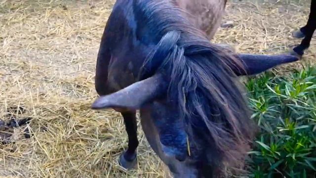 У Жеребца Всё под контролем. ОТПРАВИЛА КОБЫЛУ В ТАБУН. смотреть онлайн