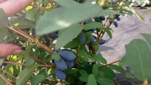 Жимолость. Обзор сортов. Рекомендации по посадке. То, что важно знать!