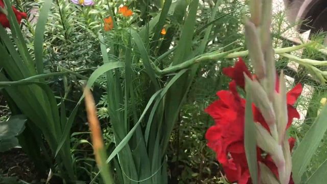 Гладиолусы в моём саду сезон 2021 смотреть онлайн