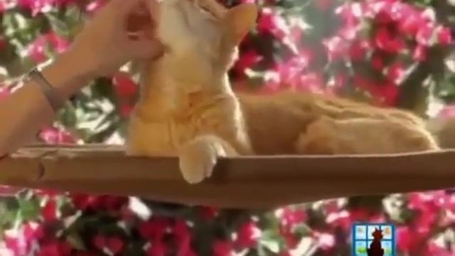 Подвесная кровать для кота SUNNY SEAT Теплое местечко смотреть онлайн