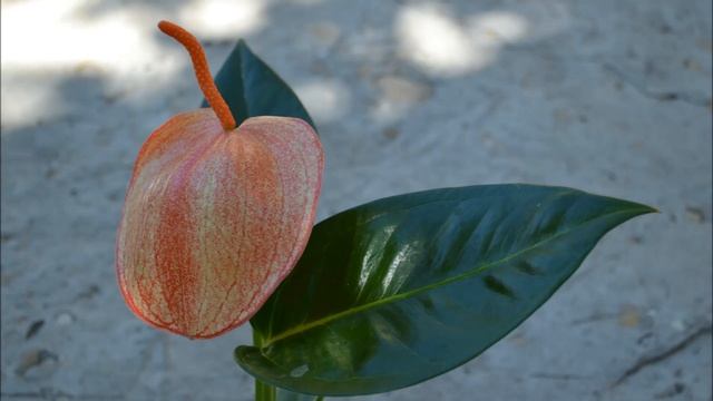 Антуриум Шерцера сорт Амаретти смотреть онлайн