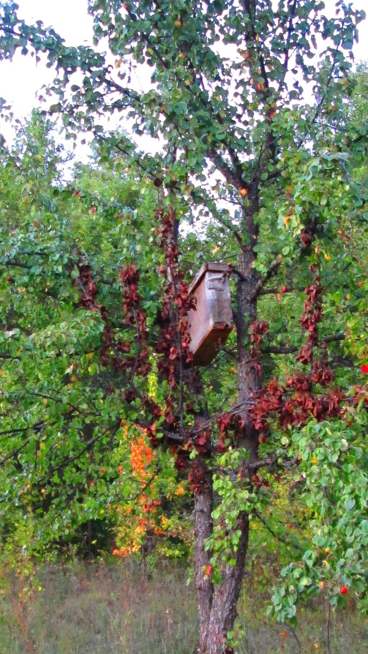 Интересная находка в лесу - улей на дереве! Вместо пчёл там поселились шершни! смотреть онлайн
