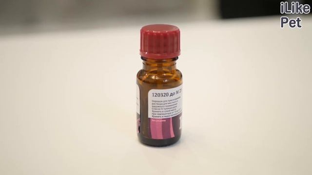 Как избавиться от запаха собачьей мочи: 4 совета смотреть онлайн