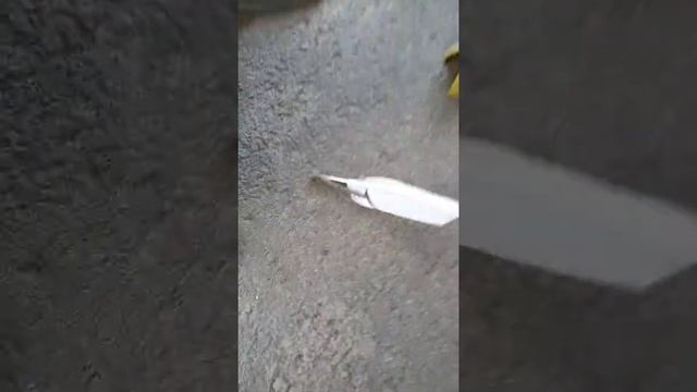Гомункул или палочник смотреть онлайн