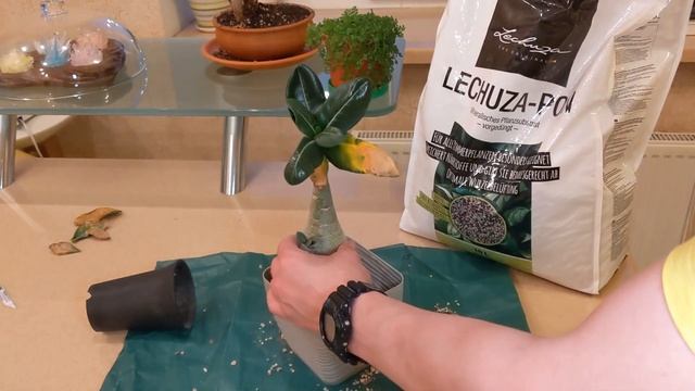 Пересадка Адениума / Adenium repotting смотреть онлайн