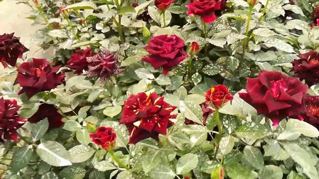 Abracadabra Rose Variety | Abracadabra Rose | Abracadabra Rose Plant | Abracadabra смотреть онлайн
