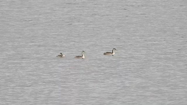 №2599 02 10 2022 Большие поганки, гоголь, турухтан, хохлатая чернеть смотреть онлайн