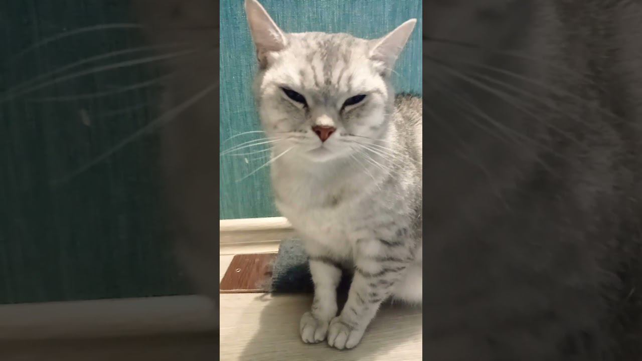 Чем ты накормишь котенка? #Shorts смотреть онлайн