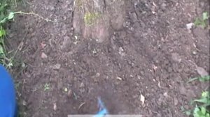 Цветок барвинок: деление и посадка