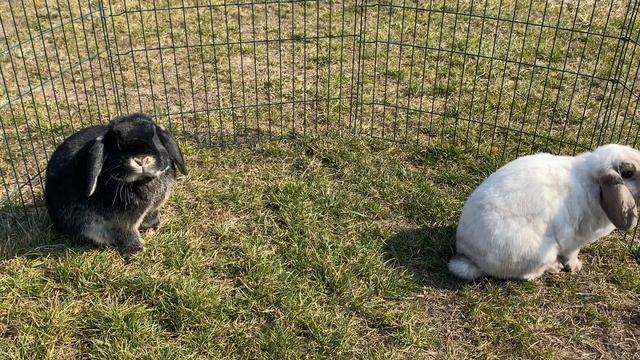 Вислоухие КРОЛИКИ бараны в ВОЛЬЕРЕ на улице | Содержание кроликов смотреть онлайн
