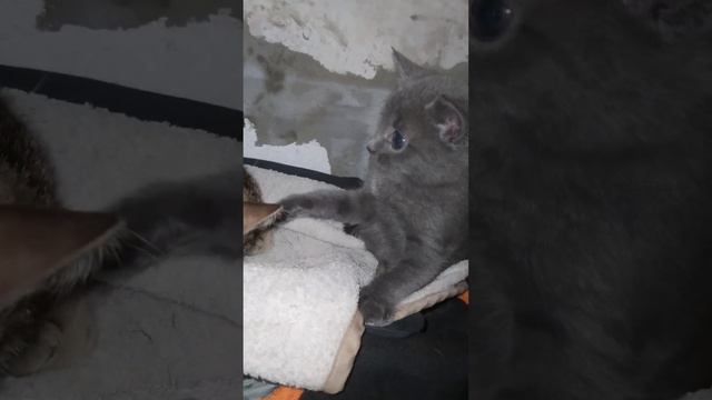 НАШЁЛ КОТЁНКА на УЛИЦЕ 🥺 А её НЕ принимают в Доме 😔😔