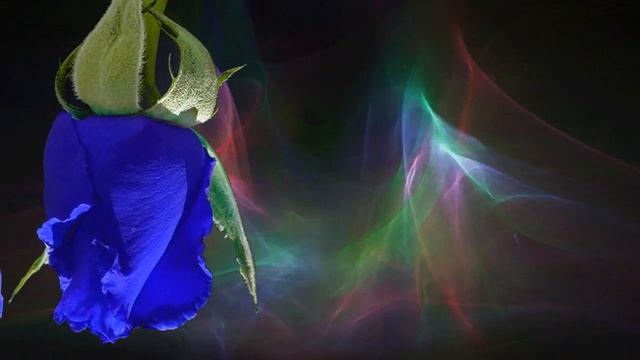 Футаж для текста Розы голубые. Background Blue roses смотреть онлайн