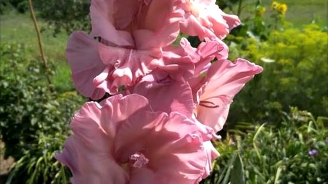 Краткий обзор гладиолусов . Часть 1.A brief overview of gladioli. Part 1 смотреть онлайн